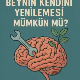 Beynin Kendini Yenilemesi Mümkün Mü?