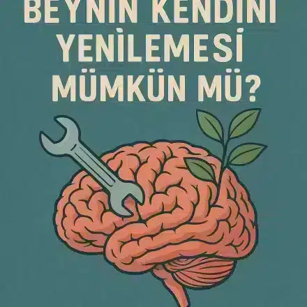 Beynin Kendini Yenilemesi Mümkün Mü?